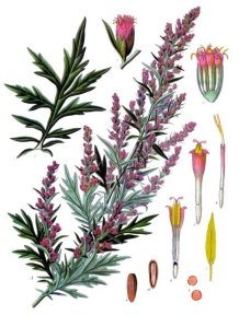 artemisia vulgaris - Wild Flowers of London: herbal remedy anyone?