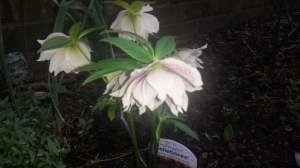 hellebore double yellow speckled